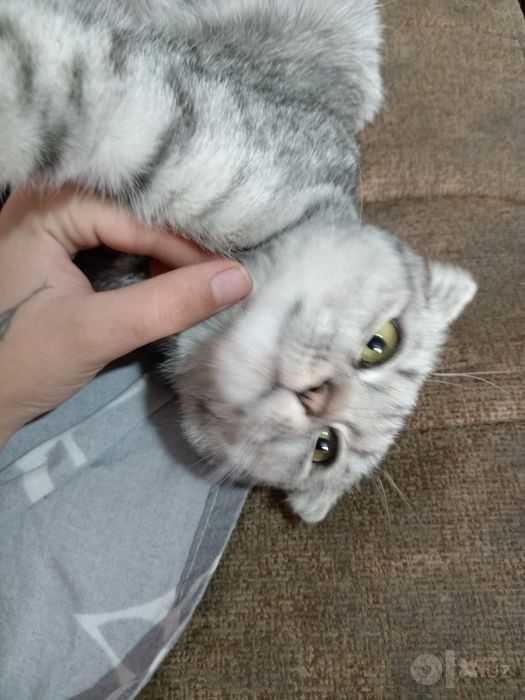 Кошка очень умная