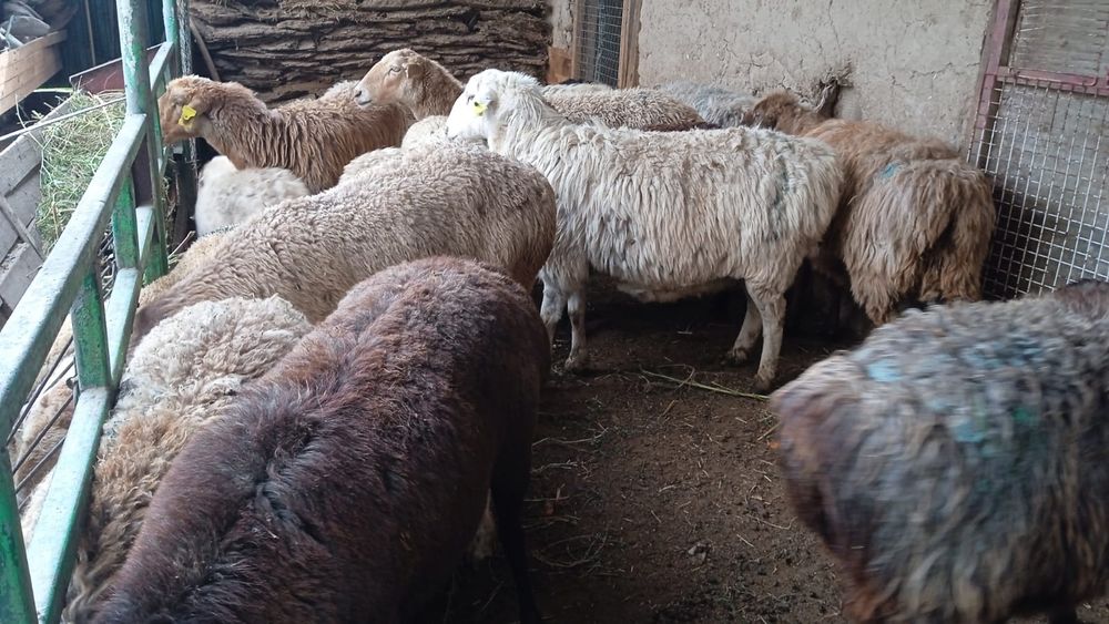 семіз қой сатылады