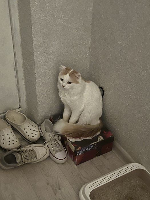 Отдадим кота в добрые руки