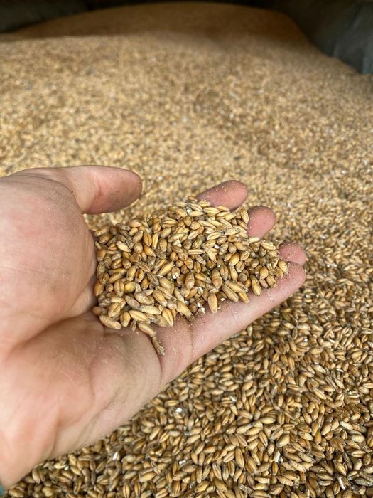 Vand  triticale .