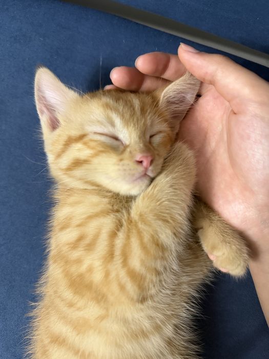 Котенок в добрые руки