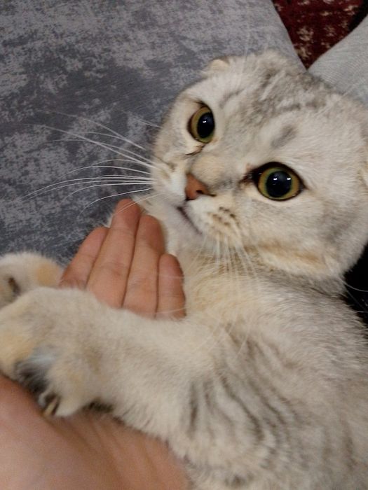 Вязка кота!!! Scottish fold