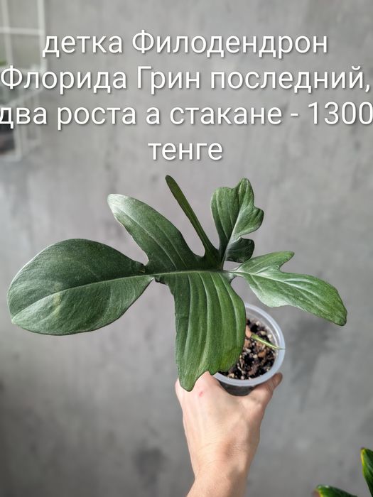 Продам филодендрон сорта Florida Green