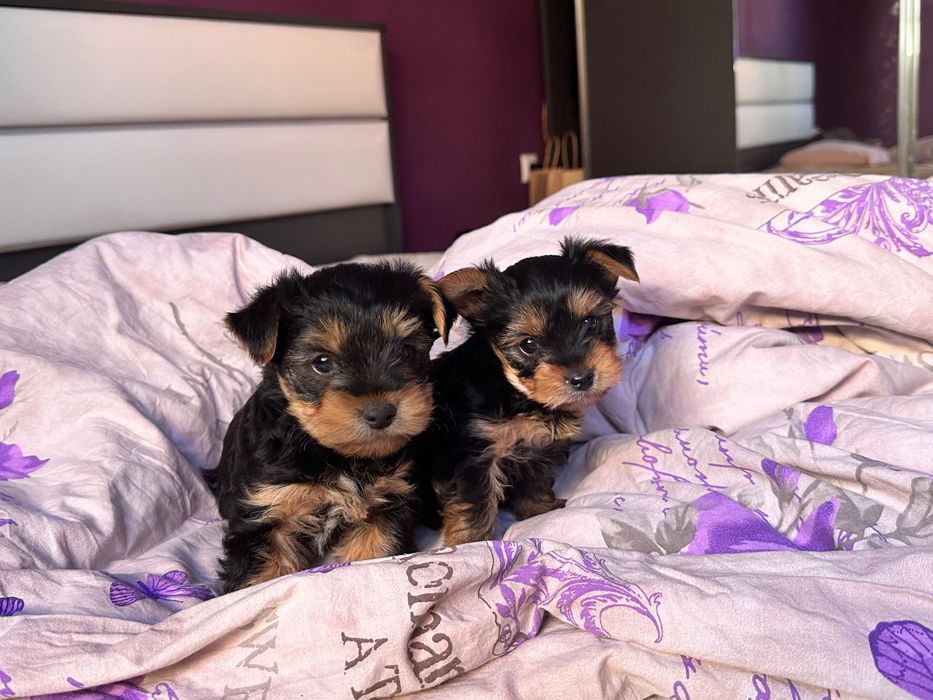 Йоркширски териер