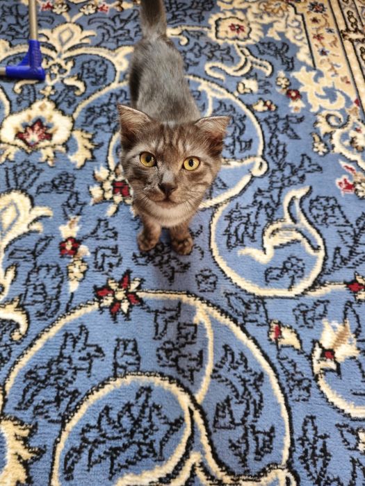 Котенок в добрые руки мальчик