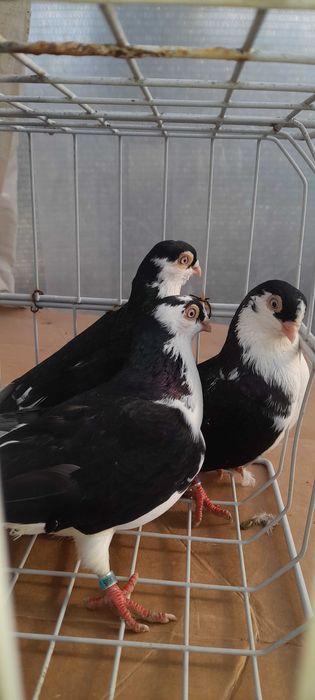 Porumbei jucători galateni