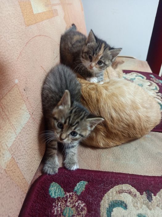 Отдам даром котят