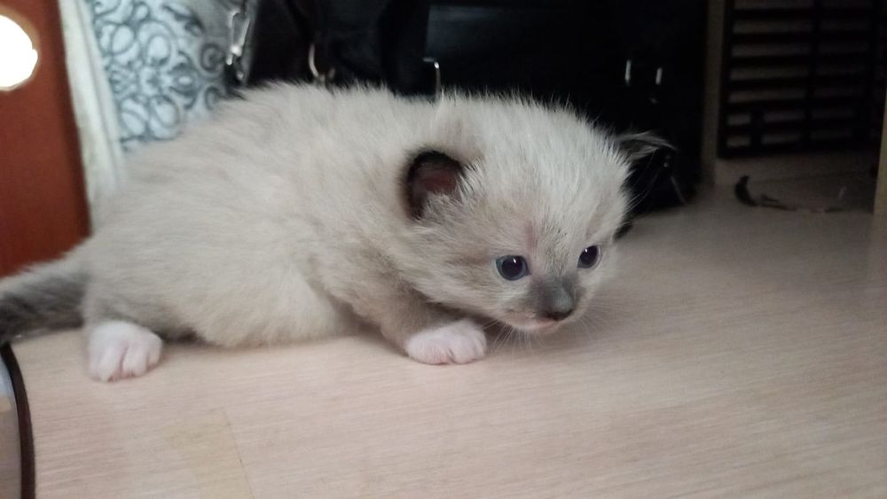 Отдам котят в добрые руки