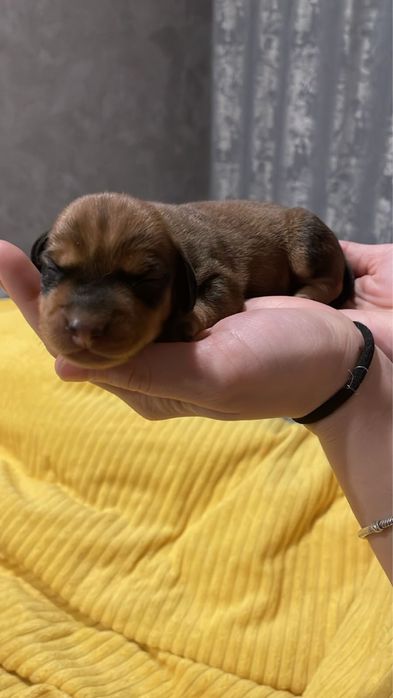 Продажа щенков такс 1 месяца