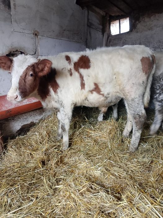 De vînzare 2 viței un tăurași și o viațea