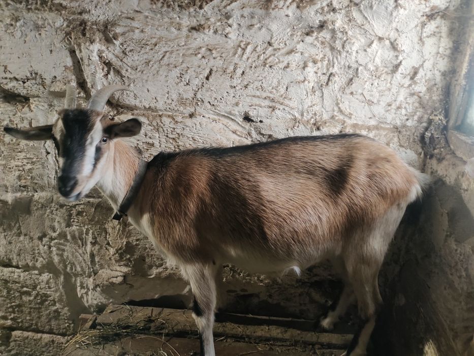 Продам козу дойную