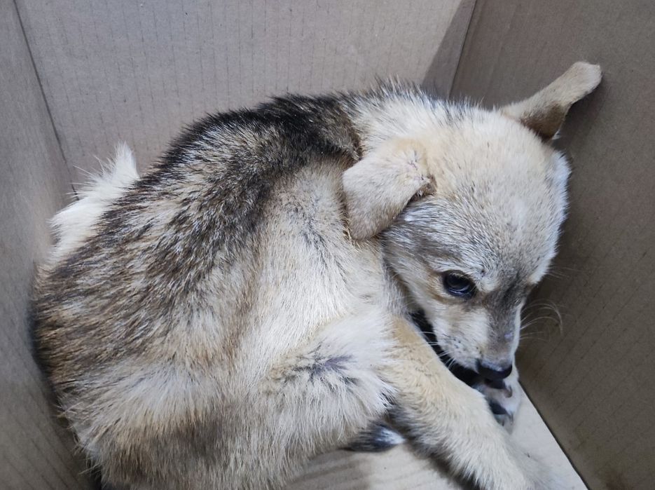 Отдам щенят в хорошие руки