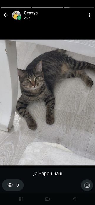 Отдам кота приучен к лотку