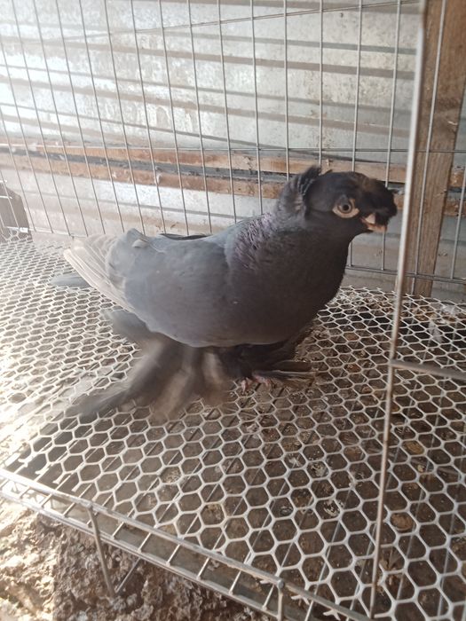 Продам голубей хороших