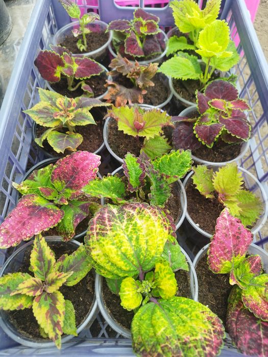 Рассада цветов и овощей