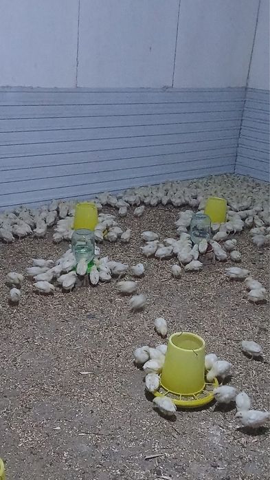 Продам цыплят несушек