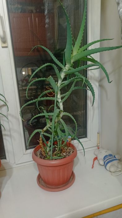 Алоэ вера 4 года