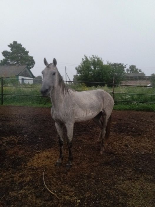 Продам кобылу жерёбую!