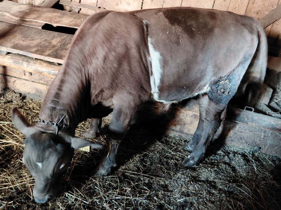 Vand vitel angus ,4 luni,pret 5500