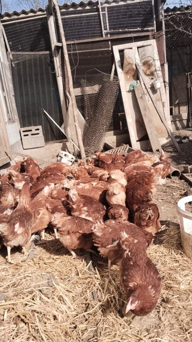 Продам кур ломан браун
