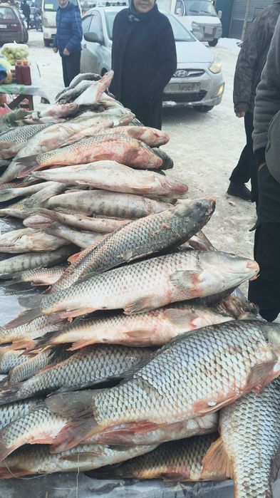 Ассалаумалейкум сазан карас окунь судак