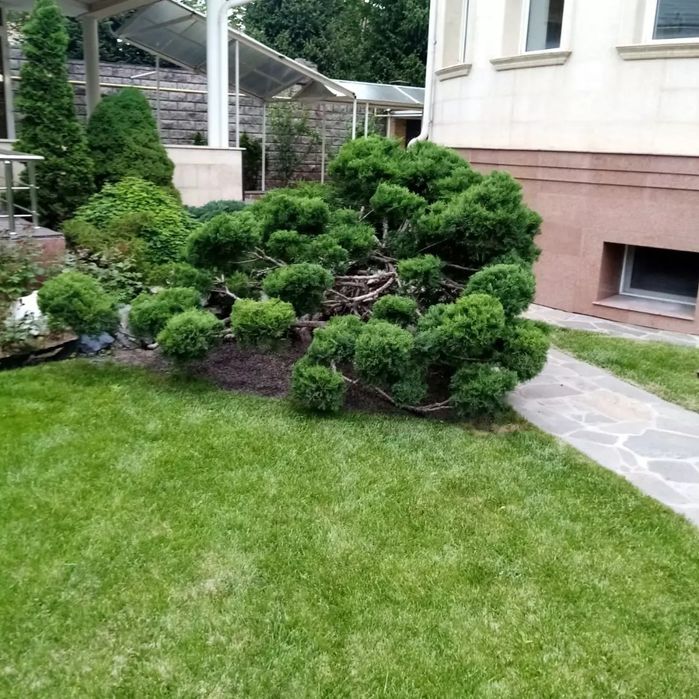 Садовник Каскелен обрезка деревьев