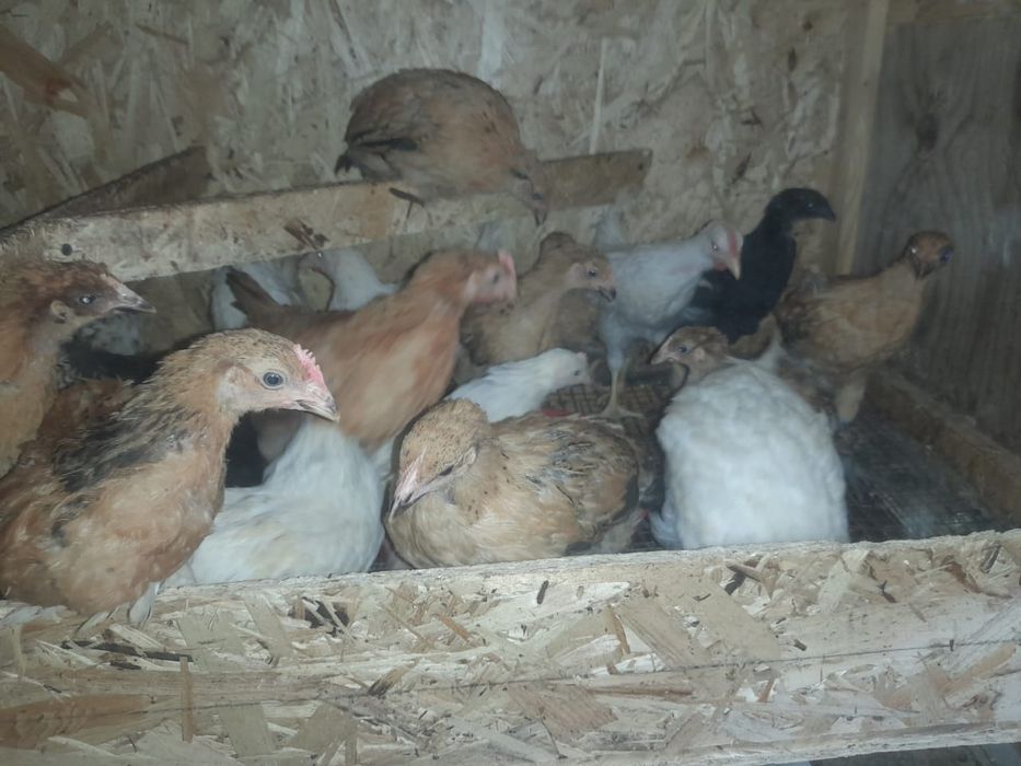 тауықтың балапаны.