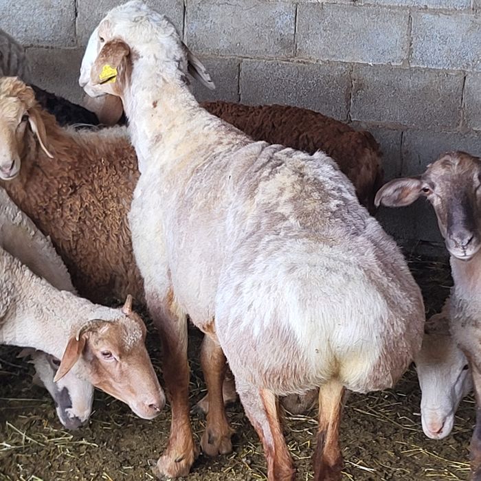Продам больших Эдильбайских
