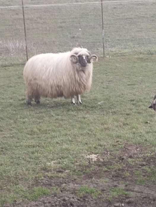 Vand Berbec 2 ani Călnic