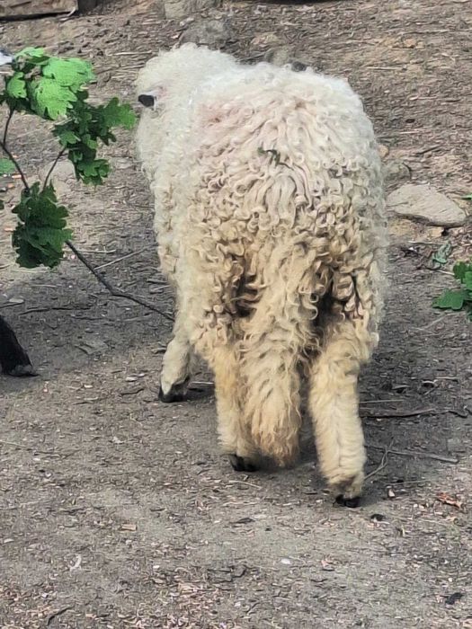 De vânzare 2 mieluțe