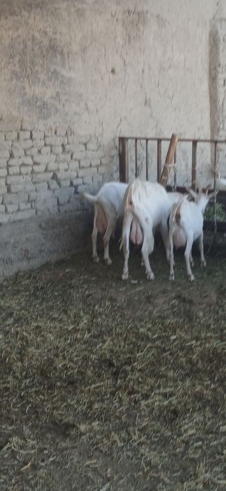 Zanin zotli echki sotiladi 1chi qorin 1.5litr