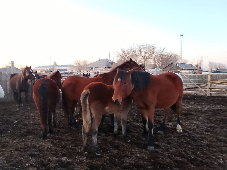 Продам лошадей продам