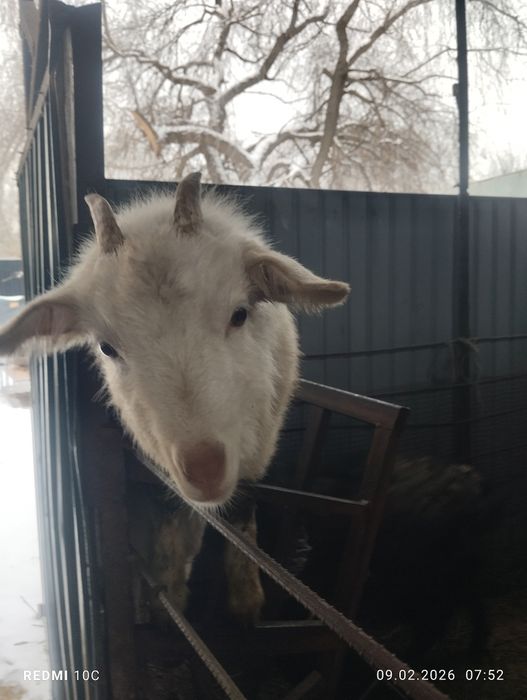 Дойная коза 4 литра