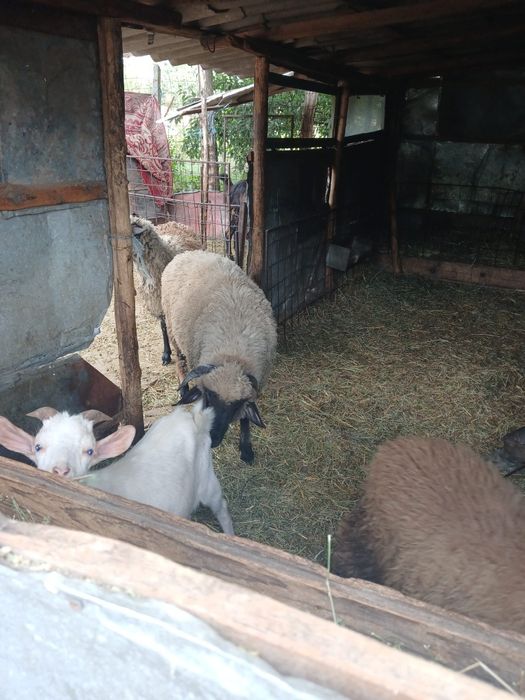 Vand berbecut greutate .in jur de 50 de kg
