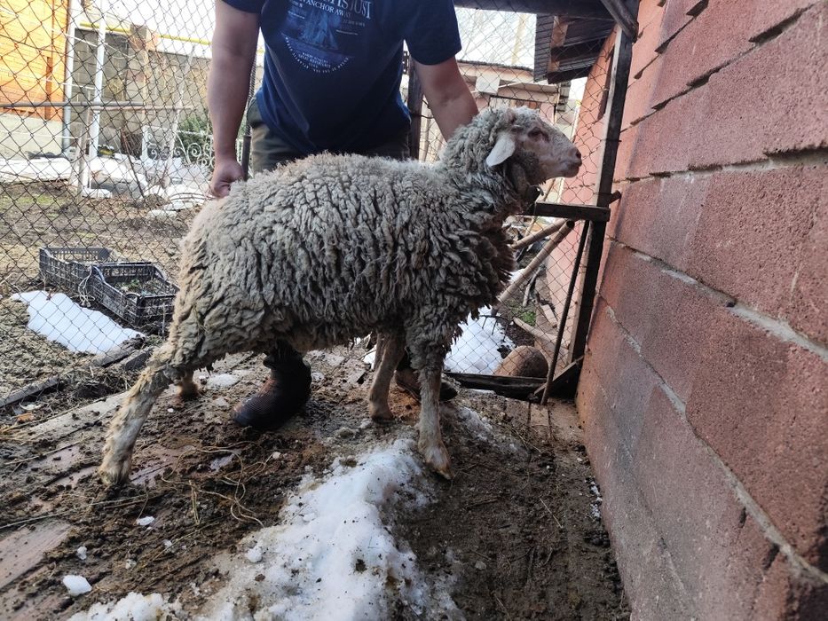 Кошкар, баран, ысек