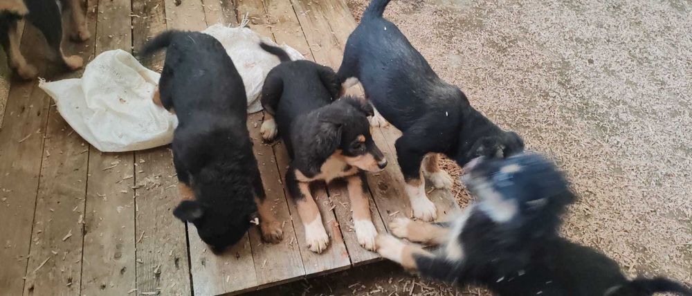 6 puiuti de 4-5 luni si mamica lor isi cauta casuta