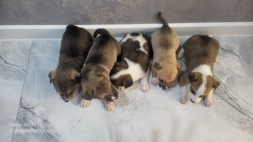 Отдам в добрые руки