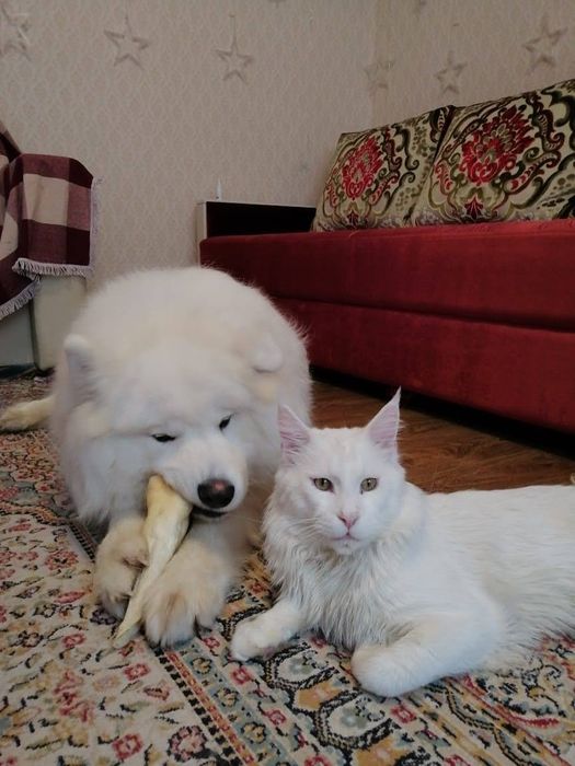 Передержка домашних питомцев