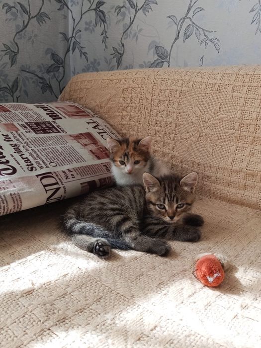 Котята Британцы помесь