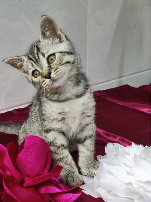 Котеночек Маечка ищет свою семью