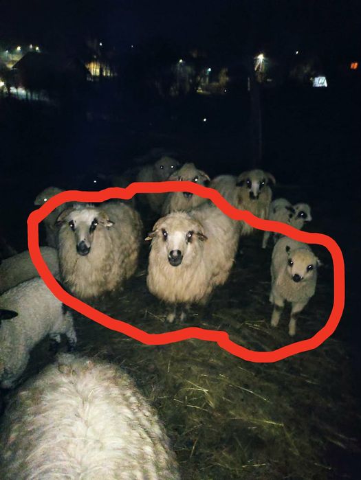 Vând sau schimb 3 oi țurcane cu miel