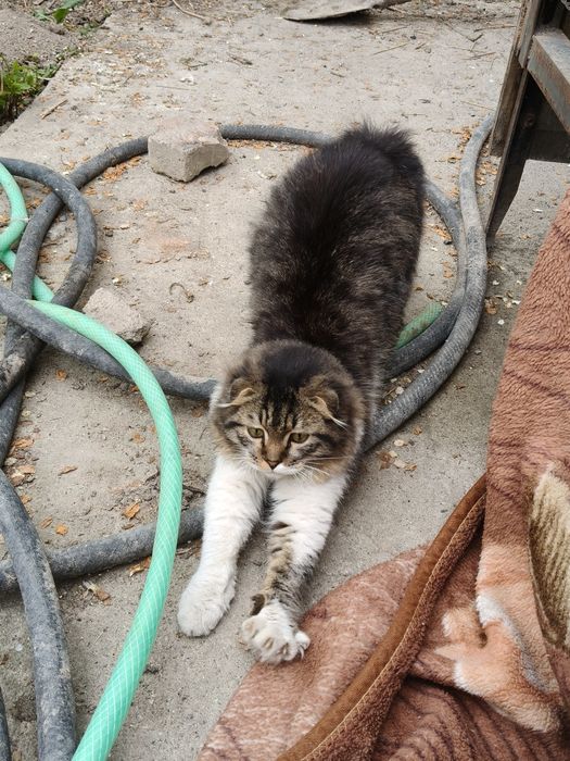 Отдам кота в добрые руки