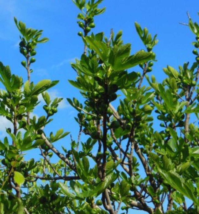 Мъжки фиданки смокиня (раждат зелени смокини за сладко)