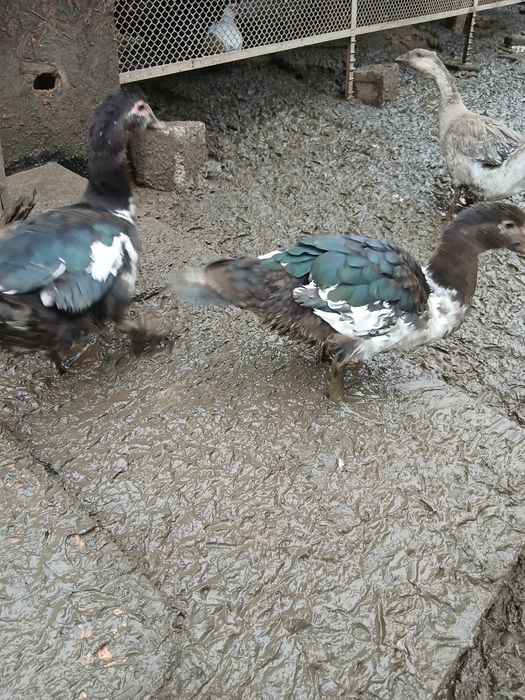 Rate mute și cocosi de vanzare