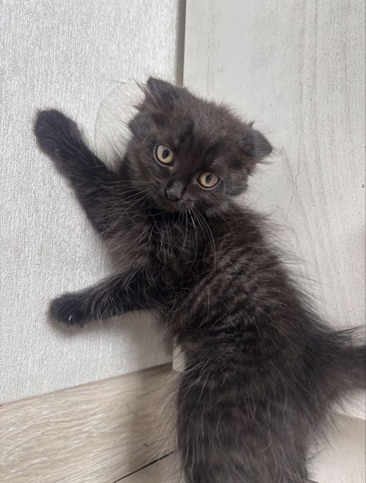 Котенок в хорошие ручки