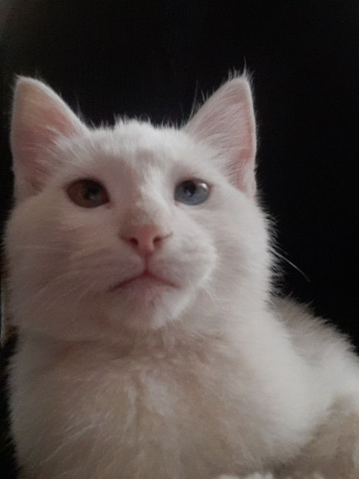 Мушукча сотилади зоти турк ангора