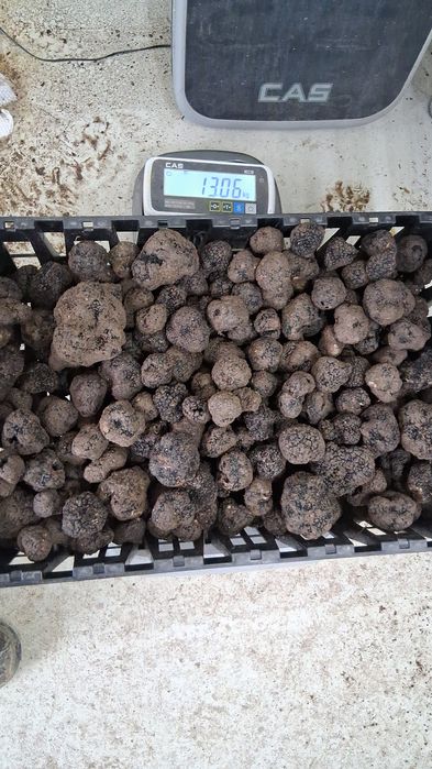 Trufe proaspete de sezon