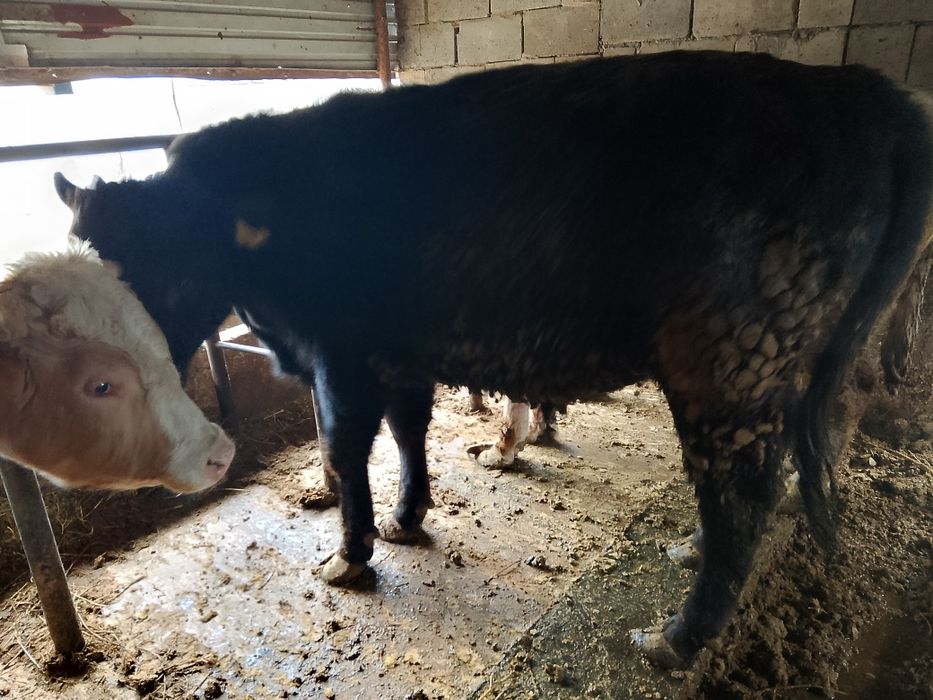 Продам откормленных Бычков