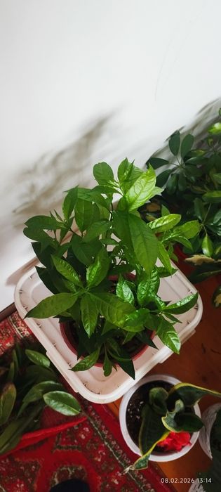 Цветы для офиса и дома