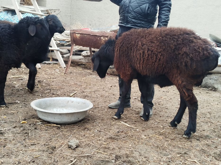 Qoʻchqor barralar sotiladi